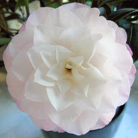 Bild Rose